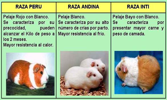 Descripción: http://ricardo.bizhat.com/rmr-prigeds/cuy-razas.JPG