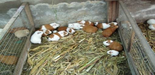 Descripción: pozas piso y malla2